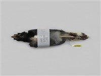 藏品(臺灣藍鵲)的圖片